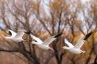 USA, New Mexico, Bosque Del Apache National Wildlife Refuge. snow geese in flight, autumn color. Art Print